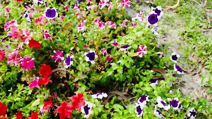 식물 계절 꽃잎 꽃 로우앵글 백그라운드 잎 꽃무늬 태국 사람없음 야외 파란색 컬러풀 일본 보라색 봄 들꽃 성장 벚꽃 신선 변화 진달래 허브 환경보전 유기농 화단 이스라엘 세련 피튜니아 MOV 해외동영상 클립영상 웰빙 아시아 뷰포인트 컬러 컨셉 무늬 사회이슈 동영상 서아시아 파일형식