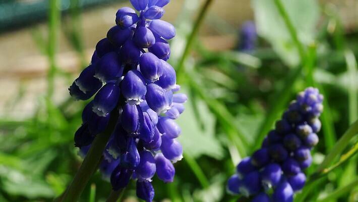식물 계절 공원 꽃잎 꽃 잎 꽃무늬 자연 포도 사람없음 야외 초록색 파란색 컬러풀 정원 보라색 봄 활발 성장 벚꽃 개화 원예 내추럴 블루벨 히아신스 4K MP4 해외동영상 클립영상 공공시설 컬러 컨셉 무늬 과일 취미 생태계 동영상 파일형식