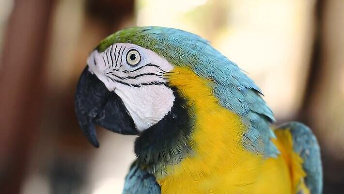 나무 동물 얼굴 야생동물 컬러 자연 조류 멕시코 사람없음 야외 옆모습 빨간색 초록색 반려동물 컬러풀 나뭇가지 관찰 행운 닫기 깃털 호기심 부리 앵무새 아마존 이국적 잉꼬 MP4 해외동영상 클립영상 식물 감정 뷰포인트 컨셉 북아메리카 모션 신체부위 생태계 동영상 파일형식