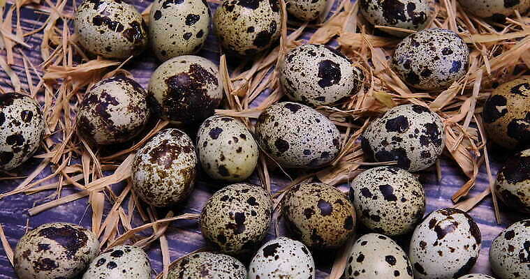 전통 계절 음식 백그라운드 컨셉 다이어트 재료 자연 조류 휴가 부활절 건강 사람없음 목재 컬러풀 갈색 바구니 계란 봄 수확 흰색 시골 신선 점 둥지 아침식사 작음 심볼 유기농 날것 밀짚 내추럴 단백질 메추리 4K MOV 해외동영상 클립영상 나무 동물 웰빙 기념일 컬러 농업 알 식사 짚 크기 생태계 동영상 영양소 파일형식