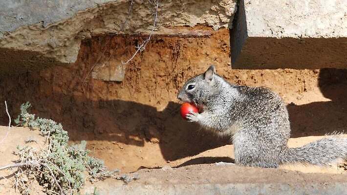 나무 동물 응시 야생동물 장난 포옹 자연 생물 털 종류 사람없음 갈색 귀여움 미국 회색 다양 황무지 달콤 해충 설치류 작음 생물학 다람쥐 캘리포니아 서식지 동물상 땅바닥 서쪽 그리너리 4K MP4 해외동영상 클립영상 식물 시선 교육 컬러 다수 컨셉 북아메리카 안기 바닥 조형물 맛 벌레 크기 방향 생태계 동영상 파일형식 트랜드컬러