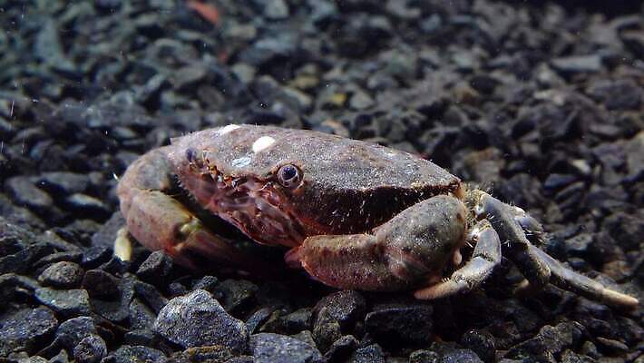 동물 야생동물 바다 절지류 자연 생물 무척추동물 갑각류 사람없음 물 환경 바닷속 수중 게 가재 생물학 암 동물상 발톱 생태학 소금물 우크라이나 4K 수중영상 저서생물 MP4 해외동영상 클립영상 자연요소 교육 유럽 발 조형물 질병 생태계 동영상 파일형식