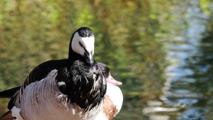 동물 공원 호수 야생동물 캐나다 자연 조류 오리 사람없음 야외 초록색 물 정원 프랑스 연못 자르기 물새 프랑스어 4K MP4 해외동영상 클립영상 자연요소 문자 공공시설 유럽 컬러 북아메리카 모션 생태계 동영상 파일형식