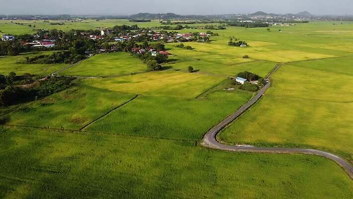 식물 아시아 여행 잎 패턴 농업 파노라마 동양인 풍경 사람없음 야외 초록색 농작물 농장 농경지 평화 마을 환경 수확 시골 땅 내추럴 논밭 4K MOV 해외동영상 클립영상 나라 산업 컬러 컨셉 무늬 밭 논 촬영기법 인종 동영상 파일형식