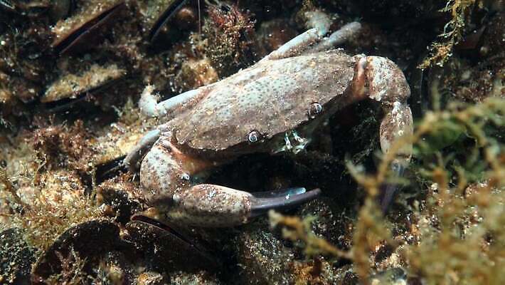 동물 야생동물 바다 과학 절지류 자연 새우 생물 무척추동물 갑각류 사람없음 물 환경 바닷속 수중 게 가재 생태계 생물학 암 동물상 발톱 생태학 소금물 4K 수중영상 MP4 해외동영상 클립영상 자연요소 교육 발 조형물 질병 동영상 파일형식