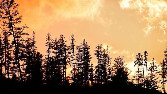 나무 구름 실루엣 백그라운드 오렌지 모션 자연 하늘 아침 불 바람 풍경 사람없음 빛 일출 검은색 일몰 소나무 연기 저녁 숲 위험 삼림지대 재앙 가문비나무 4K MOV 해외동영상 클립영상 주간 자연요소 식물 컬러 컨셉 과일 날씨 촬영기법 노을 야간 생태계 동영상 파일형식