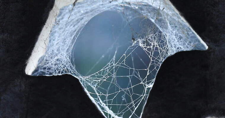 모양 나무 동물 디자인 벽 곤충 백그라운드 패턴 창문 자연 추상 주택 실내 사람없음 장식 환경 디지털 웹 젖음 수확 안개 실 닫기 유령 거미줄 질감 거미 낭비 모기 블러 호러 흉터 4K MOV 해외동영상 클립영상 식물 컨셉 무늬 농업 인터넷 모션 날씨 내부 건물 해충 상처 생태계 공포 동영상 파일형식