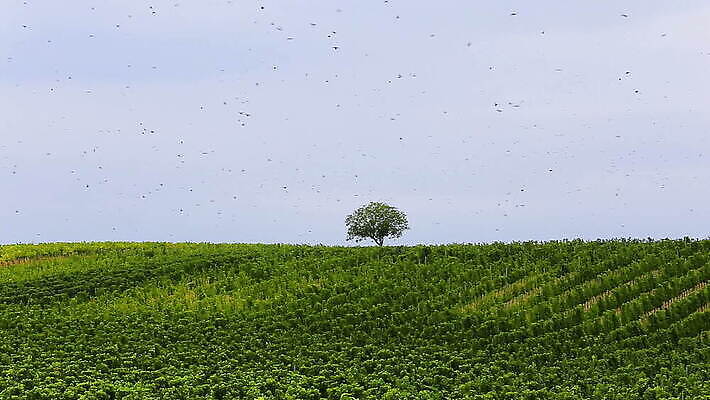 식물 계절 이동 잎 밭 농업 자연 조류 하늘 풍경 잔디 사람없음 야외 농장 환경 와인 전선 수확 성장 가을 시골 오스트리아 땅 질감 포도밭 포도나무 내추럴 양조장 줄서기 많음 MOV 해외동영상 클립영상 동물 유럽 산업 컨셉 모션 주류 과일나무 생태계 동영상 파일형식
