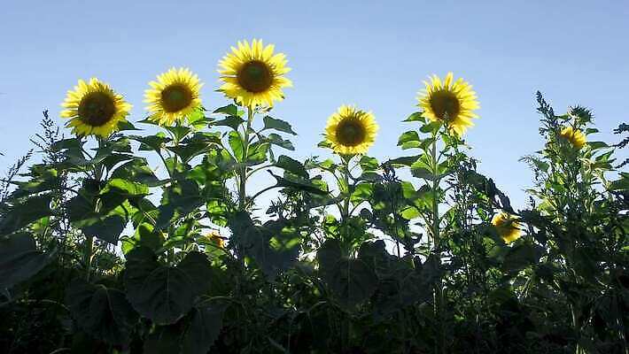 식물 계절 꽃잎 꽃 컬러 백그라운드 꽃무늬 밭 농업 자연 하늘 해바라기 풍경 초원 사람없음 야외 초록색 여름 빛 농작물 햇빛 태양 농장 노란색 일출 정원 맑음 일몰 활발 운전 수확 성장 벚꽃 광선 시골 황금 유기농 꽃가루 천국 내추럴 밭일 수평선 1인칭시점 4K MP4 해외동영상 클립영상 자연요소 웰빙 시선 산업 컨셉 무늬 모션 날씨 노을 가루 생태계 동영상 파일형식