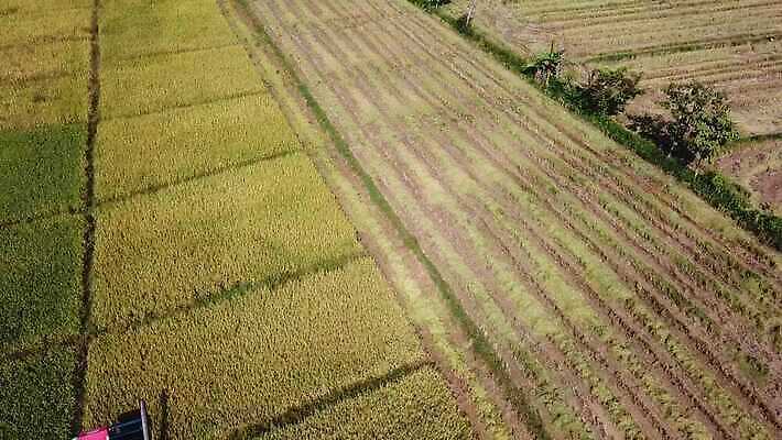 식물 산업 선 백그라운드 패턴 밭 농업 공장 자동차 태국 자연 씨앗 풍경 사람없음 초록색 농작물 농장 농경지 기계 흙 운전 수확 시골 작업 땅 질감 회전 날것 탱크 트랙터 엔진 밀짚 내추럴 돌리기 드론 땅바닥 전력질주 조감도 줄서기 4K MOV 해외동영상 클립영상 아시아 육상교통 컬러 무늬 공업 모션 바닥 짚 농기계 생태계 특수차량 동영상 파일형식