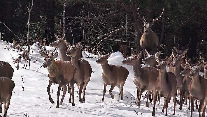 동물 공원 여자 야생동물 백그라운드 겨울 밭 포유류 자연 아침 뿔 사람없음 빨간색 얼음 추위 흰색 신생아 그룹 황무지 군중 언덕 서리 산악지대 아기사슴 암사슴 엘크 MP4 해외동영상 클립영상 주간 자연요소 계절 공공시설 새끼 컬러 농업 사슴 산 사람 아기 암컷 생태계 동영상 파일형식