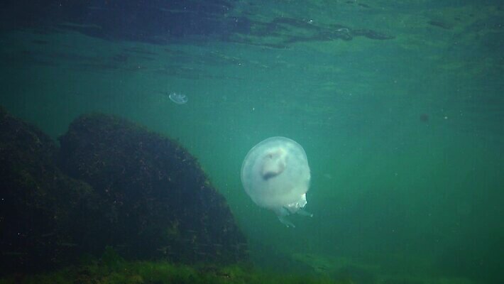 동물 야생동물 바다 무척추동물 통 풍경 사람없음 물 파란색 환경 바닷속 수중 투명 우아함 위험 지중해 생태계 육식동물 젤리 해파리 살인 생태학 소금물 필터 화상 4K 수중영상 MP4 해외동영상 클립영상 자연요소 교육 컬러 컨셉 디저트 범죄 자포동물 상처 동영상 파일형식