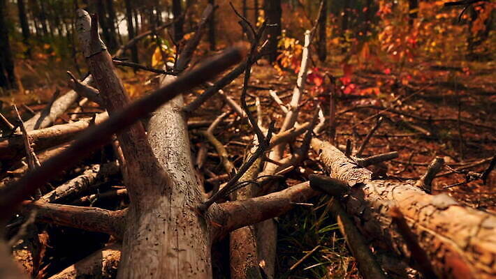 나무 공원 여행 백그라운드 자연 풍경 사람없음 야외 목재 초록색 빛 컬러풀 햇빛 평화 일출 환경 봄 가을 나뭇가지 황무지 닫기 숲 신비 장작 생태계 장면 마법 삼림지대 MOV 해외동영상 슬로모션 클립영상 식물 계절 공공시설 컬러 컨셉 재료 모션 촬영기법 태양 노을 동영상 파일형식