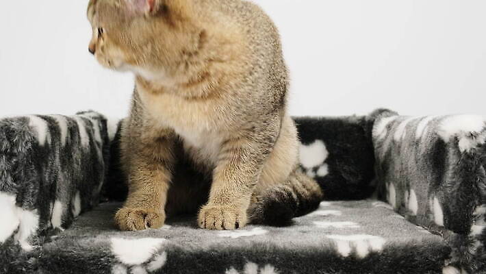 동물 장난 포유류 수염 털 실내 표정 앉기 사람없음 반려동물 머리 검은색 고양이 회색 흰색 작음 호기심 솜털 기르기 직진 총구 스코틀랜드 4K 순혈 MOV 해외동영상 클립영상 감정 컬러 컨셉 모션 영국 내부 신체부위 크기 동영상 돌봄 파일형식