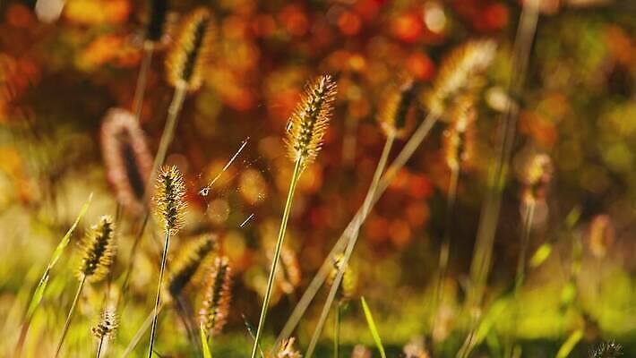 나무 식물 계절 공원 길 컬러 백그라운드 단풍 잎 패턴 오렌지 모션 자연 추상 사람없음 야외 초록색 햇빛 태양 갈색 노란색 환경 맑음 침묵 활발 덮개 황금 떨어짐 숲 묘사 질감 장면 내추럴 4K MOV 해외동영상 클립영상 자연요소 공공시설 컨셉 무늬 과일 날씨 소리 뚜껑 생태계 동영상 파일형식