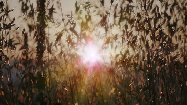 식물 디자인 계절 꽃 실루엣 컬러 백그라운드 잎 꽃무늬 패턴 밭 농업 자연 벽지 하늘 추상 미술 사람없음 야외 빛 햇빛 태양 노란색 일출 맑음 일몰 봄 황금 밀 묘사 질감 복고 보케 내추럴 블러 MOV 해외동영상 클립영상 자연요소 산업 무늬 날씨 문화예술 곡류 촬영기법 노을 생태계 동영상 파일형식