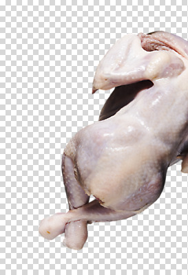 편집 편집이미지 식재료 누끼 사람없음 닭고기 PNG 생닭 편집소스 육류 닭 파일형식