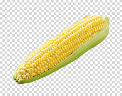 편집 편집이미지 옥수수 누끼 사람없음 한개 PNG 편집소스 초당옥수수 1 곡류 파일형식