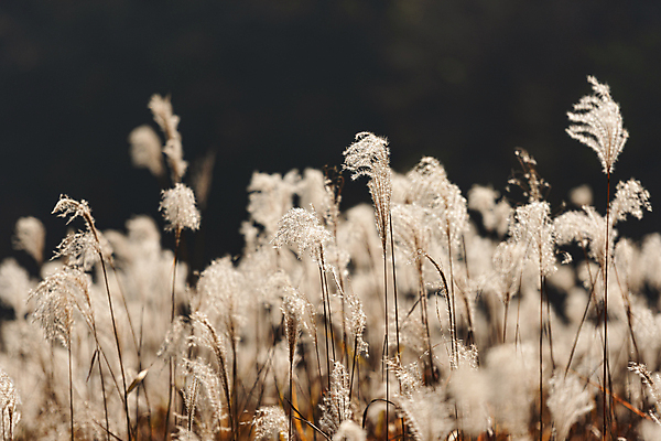 포토 JPG 주간 자연 사람없음 야외 아웃포커스 가을풍경 가을 억새 단양 억새밭 국내포토 자연요소 식물 계절 촬영기법 풍경 생태계 충청북도 파일형식 가을_계절