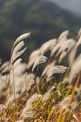 포토 JPG 주간 자연 사람없음 야외 아웃포커스 가을풍경 가을 억새 단양 억새밭 국내포토 자연요소 식물 계절 촬영기법 풍경 생태계 충청북도 파일형식 가을_계절