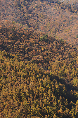 포토 JPG 주간 자연 산 사람없음 야외 가을풍경 가을 정선 국내포토 자연요소 계절 풍경 생태계 강원도 파일형식 가을_계절
