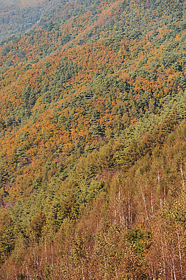 포토 JPG 주간 나무 자연 산 사람없음 야외 가을풍경 가을 정선 국내포토 자연요소 식물 계절 풍경 생태계 강원도 파일형식 가을_계절