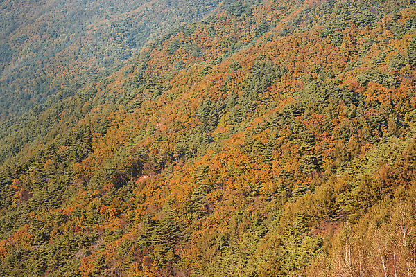 포토 JPG 주간 나무 자연 산 사람없음 야외 가을풍경 가을 정선 국내포토 자연요소 식물 계절 풍경 생태계 강원도 파일형식 가을_계절