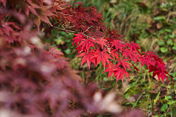 포토 JPG 주간 단풍 자연 사람없음 야외 아웃포커스 가을풍경 가을 나뭇가지 소프트포커스 오대산 평창 국내포토 자연요소 나무 계절 잎 산 촬영기법 풍경 생태계 강원도 파일형식 가을_계절