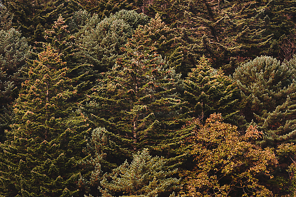포토 JPG 주간 나무 자연 사람없음 야외 가을풍경 가을 오대산 평창 국내포토 자연요소 식물 계절 산 풍경 생태계 강원도 파일형식 가을_계절