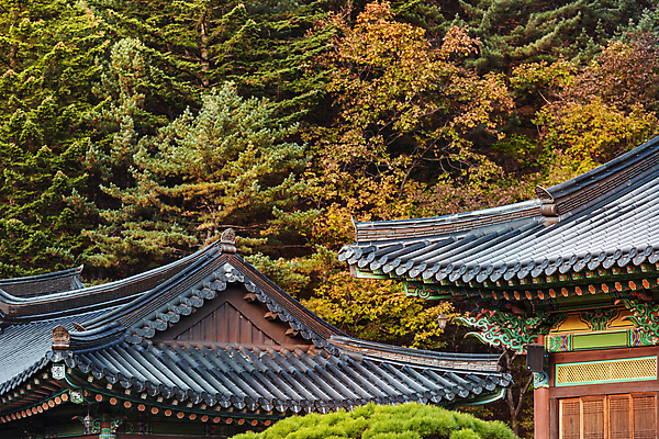 포토 JPG 주간 나무 한옥 사람없음 야외 가을풍경 가을 사찰 오대산 평창 국내포토 자연요소 식물 한국전통 계절 고건축 종교건축 산 풍경 강원도 파일형식 가을_계절