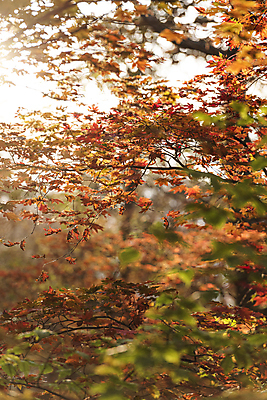 포토 JPG 주간 단풍 자연 단풍나무 사람없음 야외 아웃포커스 가을풍경 가을 오대산 평창 국내포토 자연요소 나무 계절 잎 산 촬영기법 풍경 생태계 강원도 파일형식 가을_계절