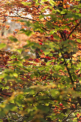 포토 JPG 주간 단풍 자연 단풍나무 사람없음 야외 아웃포커스 가을풍경 가을 나뭇가지 소프트포커스 오대산 평창 국내포토 자연요소 나무 계절 잎 산 촬영기법 풍경 생태계 강원도 파일형식 가을_계절