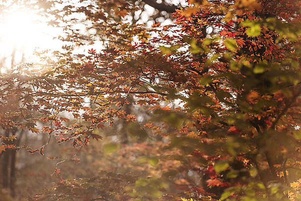 포토 JPG 주간 단풍 자연 단풍나무 사람없음 야외 아웃포커스 햇빛 가을풍경 가을 나뭇가지 소프트포커스 오대산 평창 국내포토 자연요소 나무 계절 잎 산 촬영기법 풍경 태양 생태계 강원도 파일형식 가을_계절