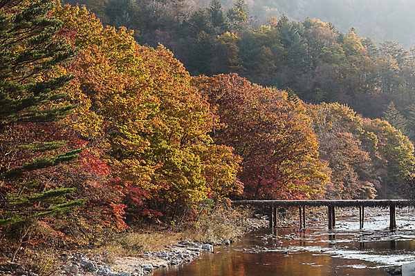 포토 JPG 주간 자연 단풍나무 사람없음 야외 강 가을풍경 가을 섶다리 오대산 평창 가교 국내포토 자연요소 나무 건축물 계절 단풍 산 풍경 생태계 강원도 파일형식 가을_계절