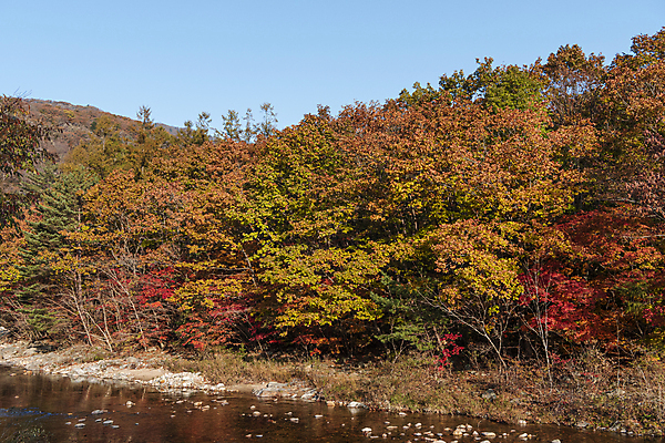 포토 JPG 주간 자연 하늘 단풍나무 사람없음 야외 강 가을풍경 가을 오대산 평창 국내포토 자연요소 나무 계절 단풍 산 풍경 생태계 강원도 파일형식 가을_계절