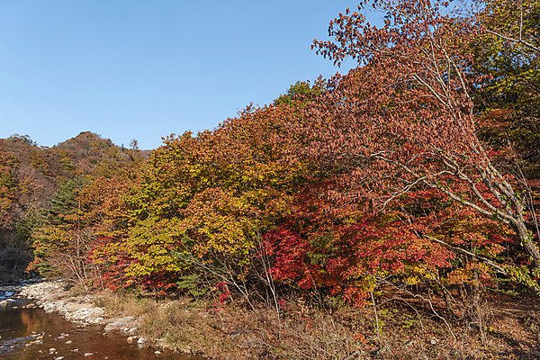 포토 JPG 주간 자연 하늘 단풍나무 사람없음 야외 가을풍경 가을 오대산 평창 국내포토 자연요소 나무 계절 단풍 산 풍경 생태계 강원도 파일형식 가을_계절