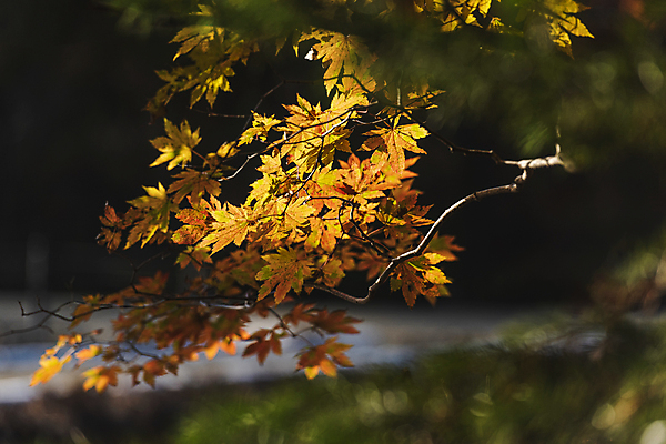 포토 JPG 주간 단풍 자연 사람없음 야외 아웃포커스 가을풍경 가을 나뭇가지 소프트포커스 오대산 평창 국내포토 자연요소 나무 계절 잎 산 촬영기법 풍경 생태계 강원도 파일형식 가을_계절