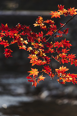포토 JPG 주간 단풍 자연 사람없음 야외 아웃포커스 가을풍경 가을 나뭇가지 오대산 평창 국내포토 자연요소 나무 계절 잎 산 촬영기법 풍경 생태계 강원도 파일형식 가을_계절