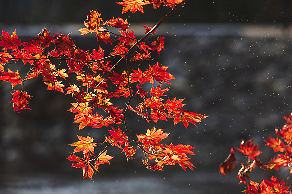포토 JPG 주간 단풍 자연 사람없음 야외 아웃포커스 가을풍경 가을 나뭇가지 오대산 평창 국내포토 자연요소 나무 계절 잎 산 촬영기법 풍경 생태계 강원도 파일형식 가을_계절