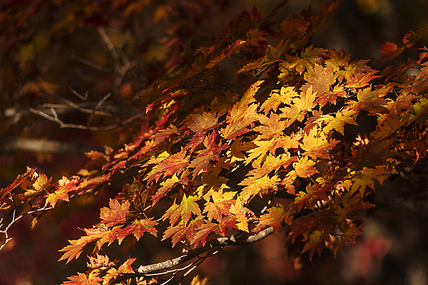 포토 JPG 주간 단풍 자연 사람없음 야외 가을풍경 가을 나뭇가지 소프트포커스 비네팅 오대산 평창 국내포토 자연요소 나무 계절 잎 산 촬영기법 풍경 생태계 강원도 파일형식 가을_계절