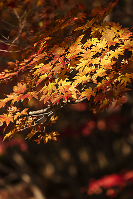 포토 JPG 주간 단풍 자연 사람없음 야외 아웃포커스 가을풍경 가을 나뭇가지 비네팅 오대산 평창 국내포토 자연요소 나무 계절 잎 산 촬영기법 풍경 생태계 강원도 파일형식 가을_계절