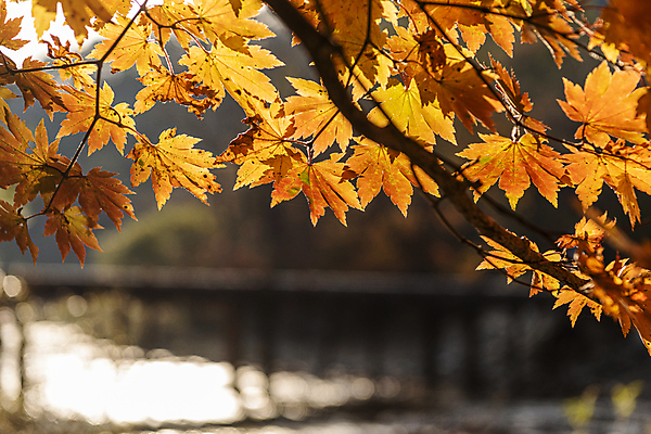 포토 JPG 주간 단풍 자연 사람없음 야외 아웃포커스 가을풍경 가을 나뭇가지 오대산 평창 국내포토 자연요소 나무 계절 잎 산 촬영기법 풍경 생태계 강원도 파일형식 가을_계절