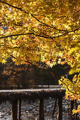포토 JPG 주간 단풍 자연 사람없음 야외 가을풍경 가을 나뭇가지 섶다리 오대산 평창 가교 국내포토 자연요소 나무 건축물 계절 잎 산 풍경 생태계 강원도 파일형식 가을_계절