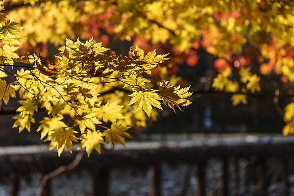 포토 JPG 주간 단풍 자연 사람없음 야외 아웃포커스 가을풍경 가을 나뭇가지 섶다리 오대산 평창 가교 국내포토 자연요소 나무 건축물 계절 잎 산 촬영기법 풍경 생태계 강원도 파일형식 가을_계절