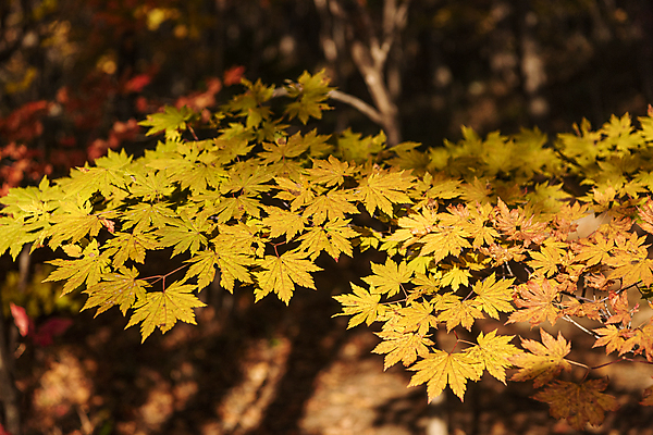포토 JPG 주간 단풍 자연 사람없음 야외 아웃포커스 가을풍경 가을 오대산 평창 국내포토 자연요소 계절 잎 산 촬영기법 풍경 생태계 강원도 파일형식 가을_계절
