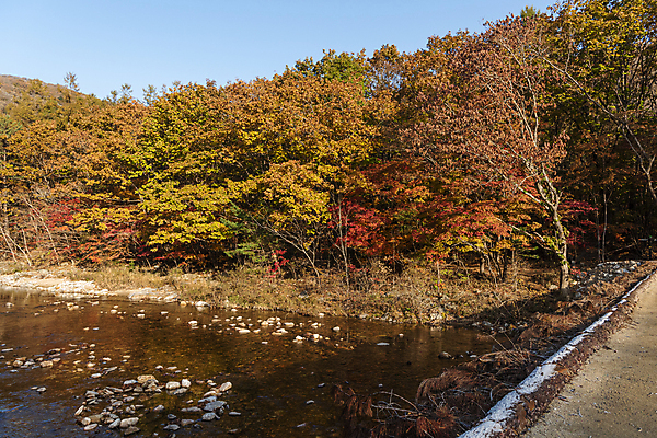 포토 JPG 주간 자연 단풍나무 사람없음 야외 강 가을풍경 가을 섶다리 오대산 평창 가교 국내포토 자연요소 나무 건축물 계절 단풍 산 풍경 생태계 강원도 파일형식 가을_계절
