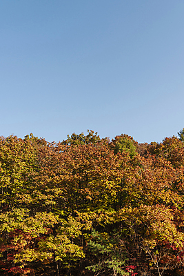 포토 JPG 주간 자연 하늘 단풍나무 사람없음 야외 가을풍경 가을 오대산 평창 국내포토 자연요소 나무 계절 단풍 산 풍경 생태계 강원도 파일형식 가을_계절