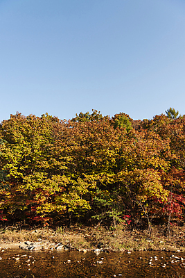 포토 JPG 주간 자연 하늘 단풍나무 사람없음 야외 강 가을풍경 가을 오대산 평창 국내포토 자연요소 나무 계절 단풍 산 풍경 생태계 강원도 파일형식 가을_계절