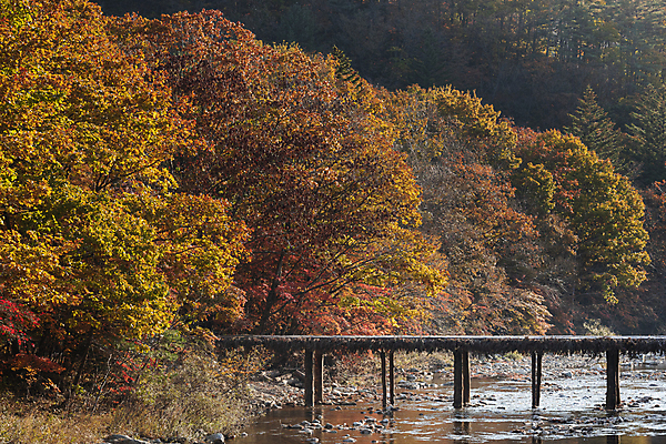 포토 JPG 주간 자연 단풍나무 사람없음 야외 강 가을풍경 가을 섶다리 오대산 평창 가교 국내포토 자연요소 나무 건축물 계절 단풍 산 풍경 생태계 강원도 파일형식 가을_계절