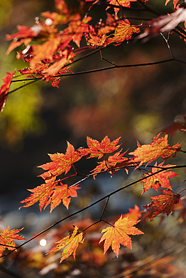 포토 JPG 주간 단풍 자연 사람없음 야외 아웃포커스 가을풍경 가을 나뭇가지 오대산 평창 국내포토 자연요소 나무 계절 잎 산 촬영기법 풍경 생태계 강원도 파일형식 가을_계절